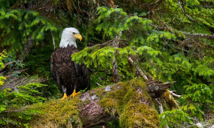 US man who killed eagles as part of wildlife trafficking ring faces sentencing US man who killed eagles as part of wildlife trafficking ring faces sentencing