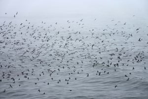 Aves marinhas voam na praia de La Lluvia.