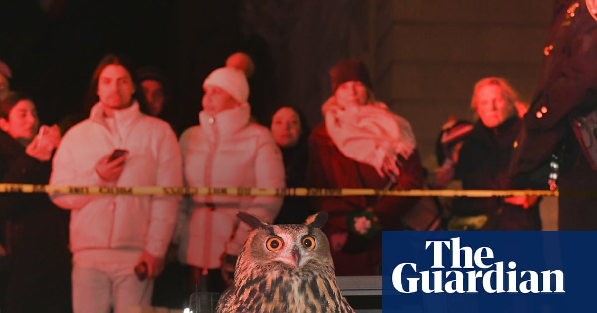 ‘Kind of like a fairy tale’: documentary tells the unusual tale of Flaco the Owl