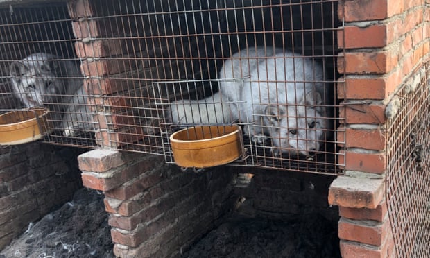 China raised more than 14 million foxes, 13.5 million raccoon dogs, and 11.6 million mink in 2019 to provide fur for export, according to HSI. Photograph: Do Not Credit/Handout