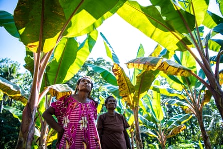 Kimadi village members in Papua New Guinea’s Madang province at work in their garden zone