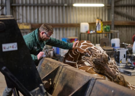 Four months later, Bashu died after suffering unrelated kidney issues. He is photographed with Matthew Webb, head of zoological operations