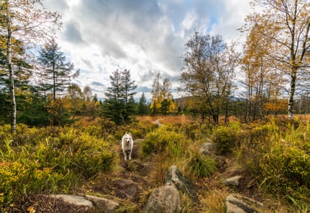 Dog walking in the Harz mountains.