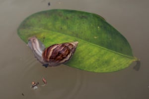 A snail floats above a leaf during floods in Tumpat district, Kelantan, Malaysia