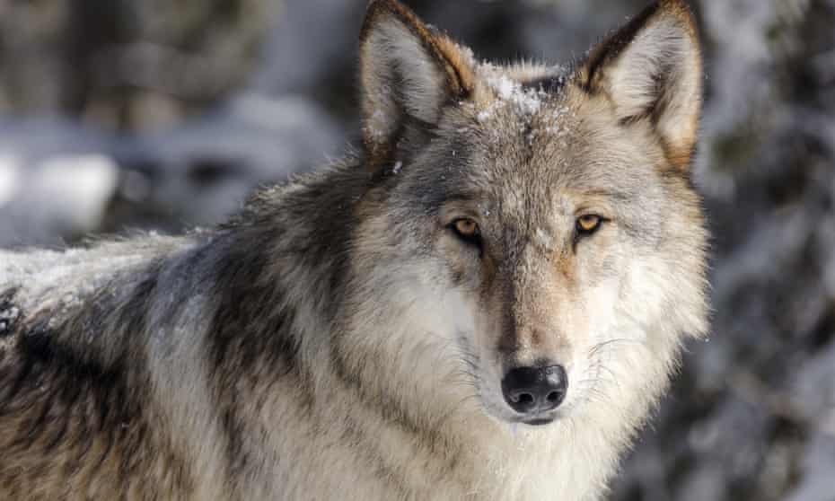 A gray wolf in Yellowstone National Park in Wyoming.