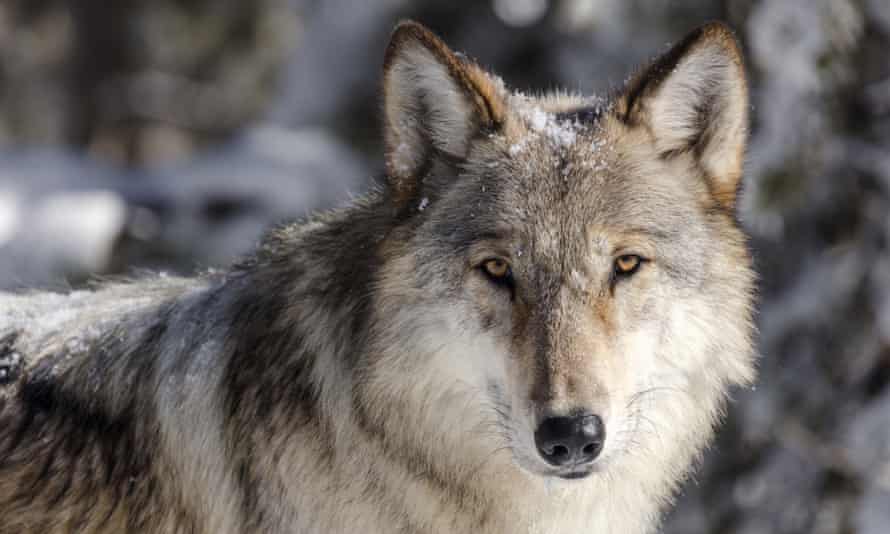 A judge has ordered federal protections for gray wolves across much of the US after they were removed in the waning days of the Trump administration.