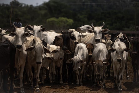 Cattle in a holding pen on a farm in São Félix do Xingu, Pará state