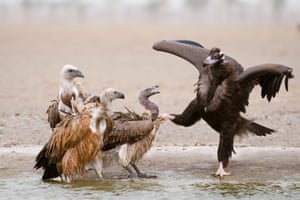 Various species of vulture