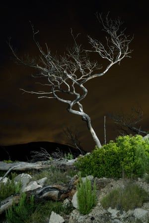 Changing Forests category winner: Dead Tree by Charles Xelot. For several years Charles Xelot has studied the notion of limits and borders. His practice is full of curiosity and leads him to explore social and environmental changes. In his new collection, Ashes, Xelot photographs nature destroyed by fire. By using artificial light, he reminds us that fire is a side-effect of human activity and therefore those landscapes are not totally natural. This photograph was taken two years after a forest fire, and only a few shrubs grew back. The trunk of the dead tree is still intact but grey as ash