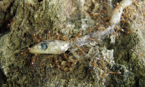 Invasive yellow crazy ants feeding on a gecko on Christmas Island