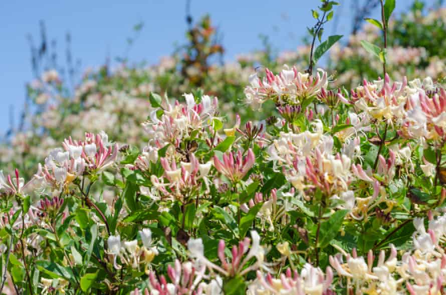 Wild honeysuckle.