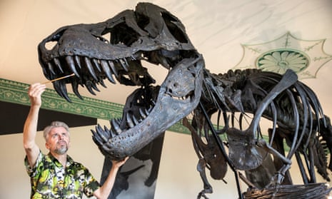 Tyrannosaurus rex skeleton museum display