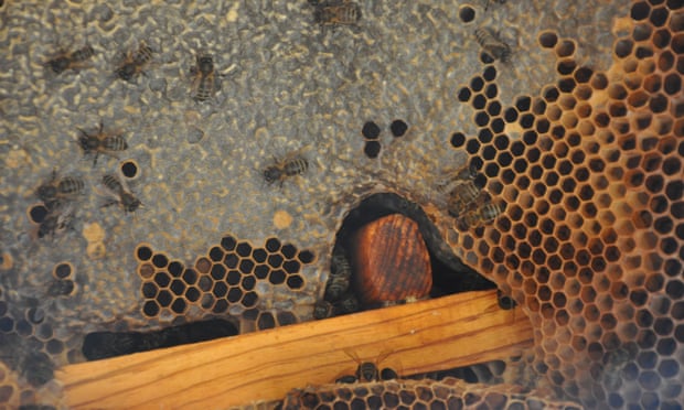 Creating a buzz: Turkish beekeepers risk life and limb to make mad honey