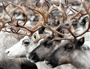 Cervos em um curral antes da vacinação contra antraz realizada pelo serviço veterinário estadual regional na aldeia de Lovozero, na região de Murmansk, na Rússia