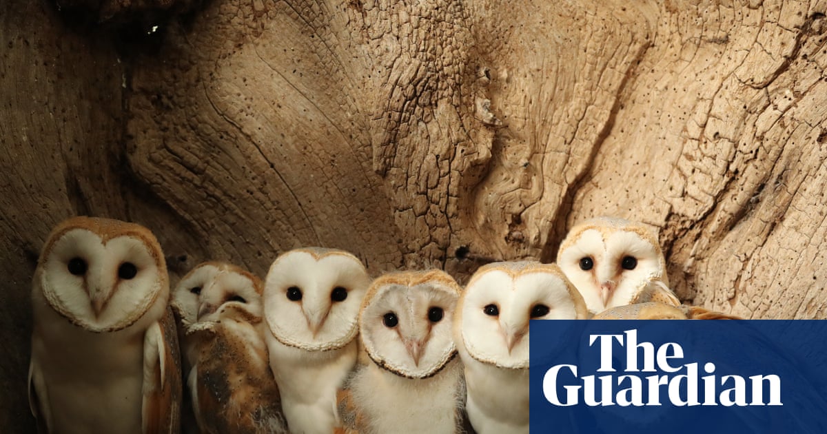 ‘Nature’s soap opera’: how a wildlife artist’s nestboxes became a YouTube hit