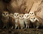 ‘Nature’s soap opera’: how a wildlife artist’s nestboxes became a YouTube hit