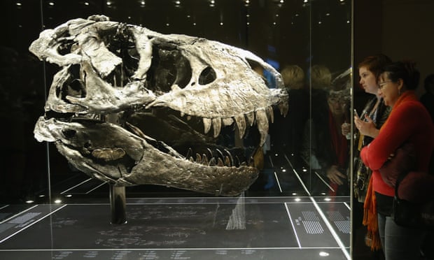 The skull of the Tyrannosaurus rex known as Tristan on display in Berlin