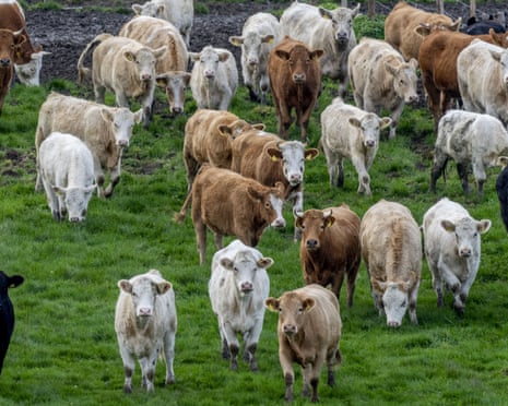 herd of cows