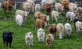 A herd of cows walking over a meadow