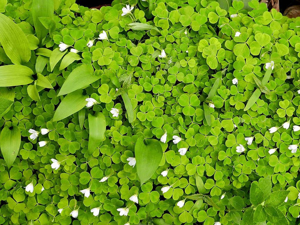 Country Diary Ground Flora Race To Bloom Before The Tree Canopy Fills In Wild Flowers The Guardian Country Diary Ground Flora Race To Bloom Before The Tree Canopy Fills In Wild Flowers The Guardian