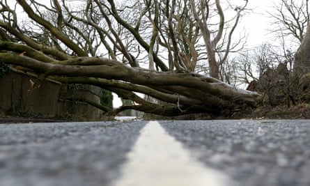A fallen tree blocks a road