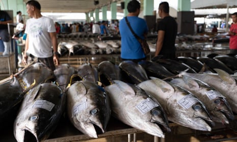 Yellowfin Tuna awaiting grading within the Fishport of General Santos,Philippines, 4 September 2019