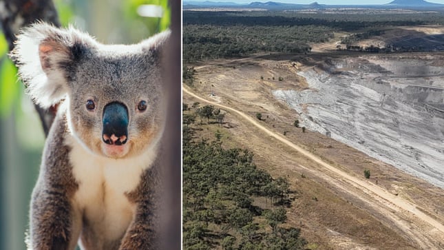 Plan to extend Queensland coalmine would bulldoze ‘critical’ koala habitat Plan to extend Queensland coalmine would bulldoze ‘critical’ koala habitat