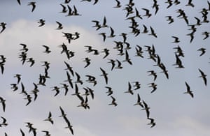 A flock of swallow fly over Amboseli national park, Kenya.
