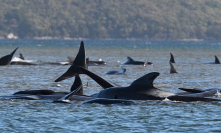 Stranded whales off the coast of Tasmania