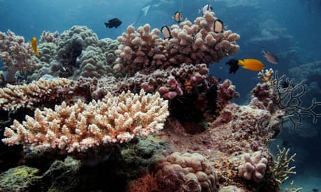Reef fish swim above recovering coral colonies on the Great Barrier Reef off the coast of Cairns, Australia.