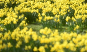 A host of golden daffodils