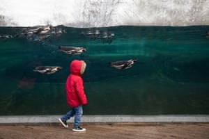 Category winner, Life in a BIAZA Collection: The Boy in the Red Coat, by Robert Everett at Chester Zoo.Species: Humboldt penguin (and human)