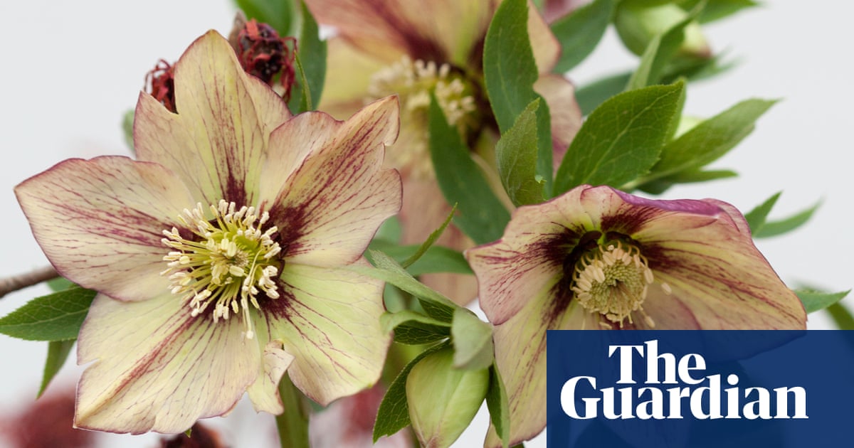 Give hellebores the time and they’ll flower their pretty little socks off