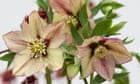 Give hellebores the time and they'll flower their pretty little socks off | Alys Fowler