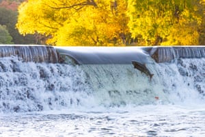 Salmão pulando rio acima