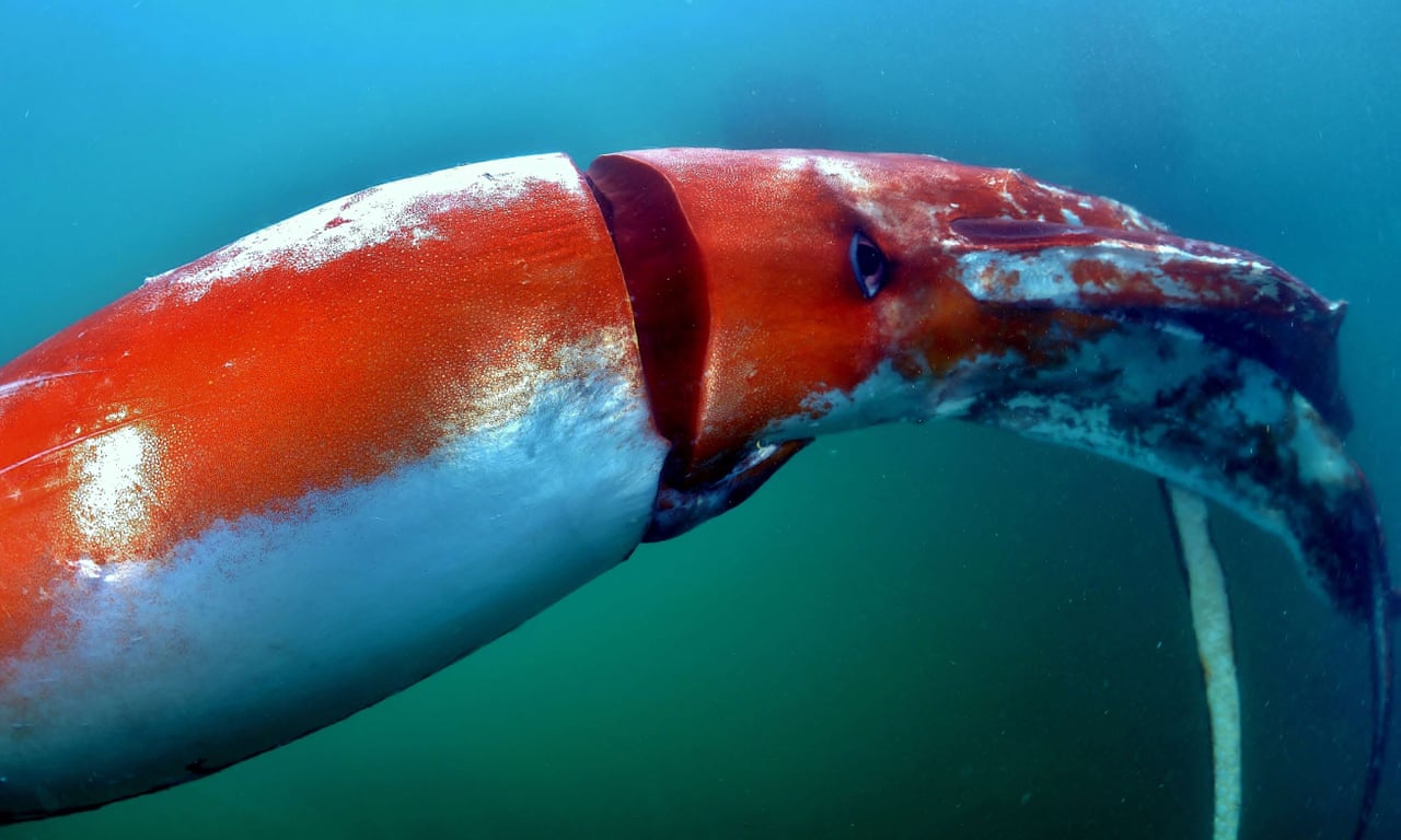 Top 163+ Colossal squid animal - Merkantilaklubben.org