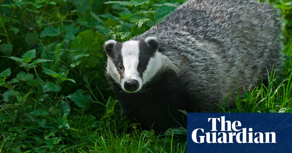 Hungry badger may have uncovered Roman coins in Spanish cave