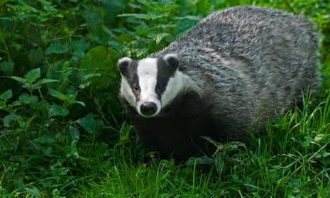 A badger