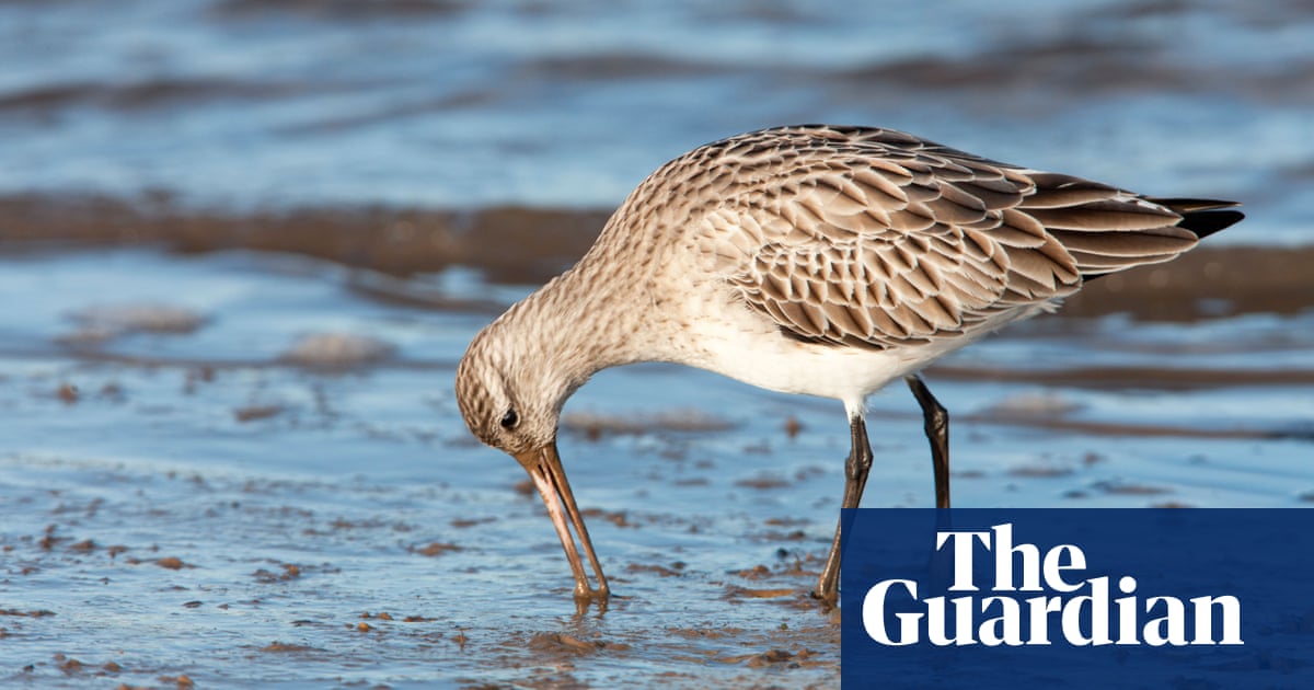 Cathedral bells ring out as New Zealand welcomes godwits after longest migration