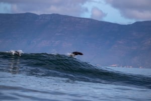 As focas do cabo (Arctocephalus pusillus) saltam de uma onda que quebra na Seal Island, uma importante área de alimentação de tubarões brancos, em False Bay, Cape Town, África do Sul.