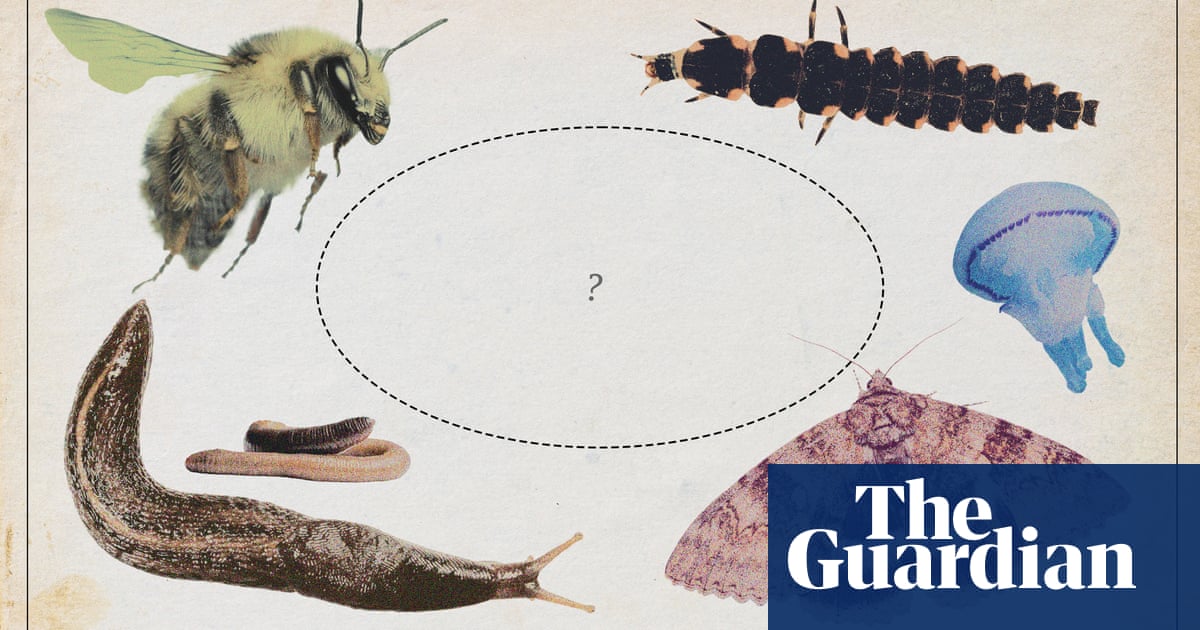 British Invertebrate of the Year: Vote for your favorite animal |  environment