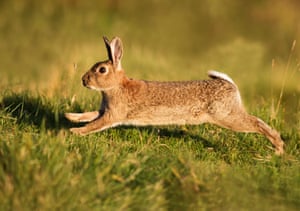 A wild European rabbit running in the golden evening sunlight in Warwickshire.