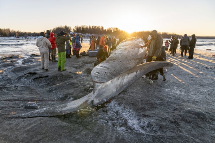 A dead whale shows up on your beach. What do you do with the 40-ton carcass? A dead whale shows up on your beach. What do you do with the 40-ton carcass?