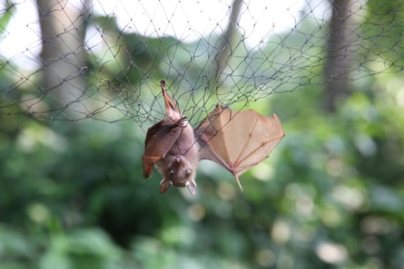 Bats are trapped in nets