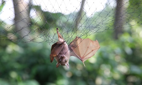 Bats are trapped in nets to be examined for possible viruses in Franceville, Gabon