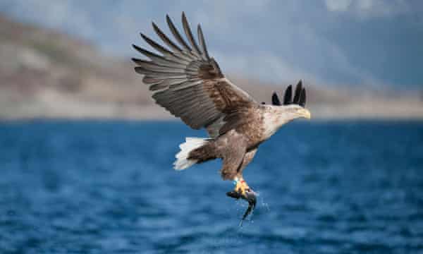 A white-tailed eagle taking a fish.