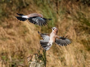Dois gaios voam depois de encontrar alguns amendoins escondidos em um velho toco de árvore em Aberystwyth, Ceredigion, País de Gales, Reino Unido. No típico estilo corvid, eles lutam entre si para tomar a sua parte.