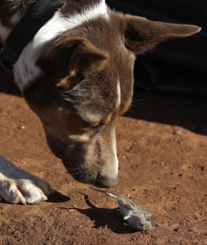 Hank, a working dog turned mouser, drops a mouse he caught on a farm near Tottenham, New South Wales.