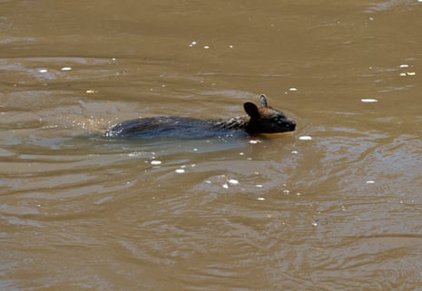 A wallaby swims in the swollen Lachlan River as it began to inundate low lying areas of South Forbes this morning.