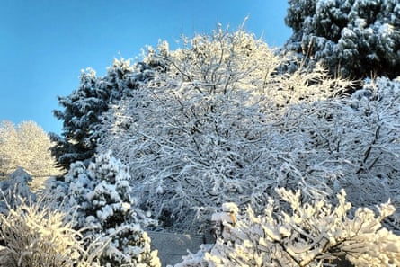 Snow on the trees in Blackheath in the Blue Mountains, NSW.